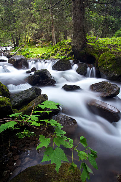 istock Val Venegia Travignolo stream 185880961