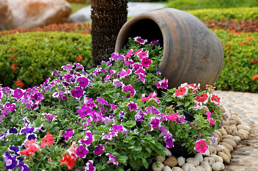 Colorful petunias in the flower garden are both planted in the ground and in dragon-patterned pots, a Thai pottery.