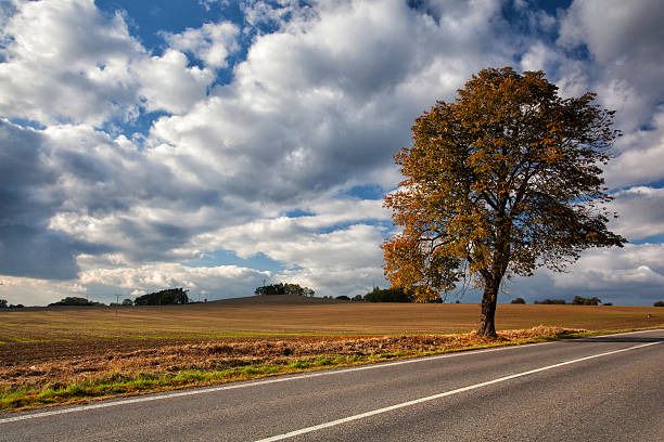 istock Autumn scenery near a empty road 185881551