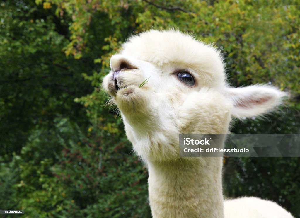 Cor Creme alpaca comer Grama - Royalty-free Comer Foto de stock