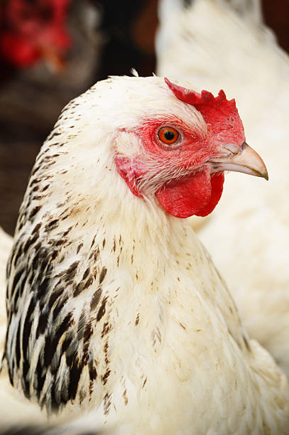istock Chicken on traditional free range poultry farm 185884059