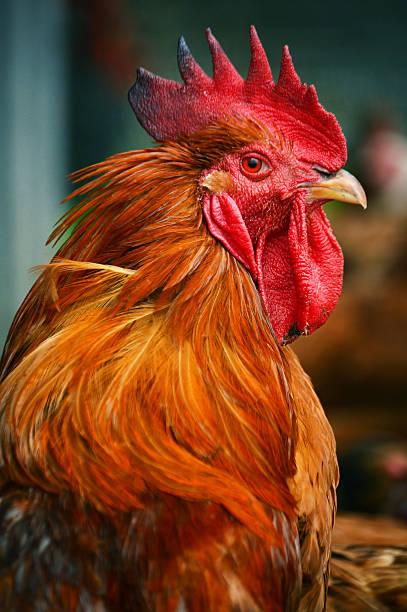 istock Rooster on traditional free range poultry farm 185884063