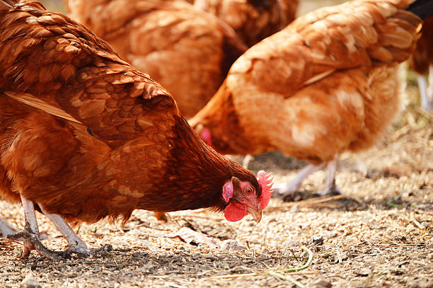 istock Chickens on traditional free range poultry farm 185884068