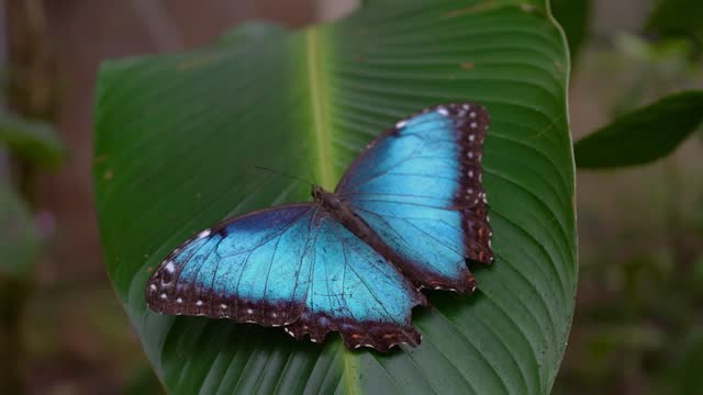 Closeup footage of the Blue morphos Butterfly, and the orange and black in Costa Rica