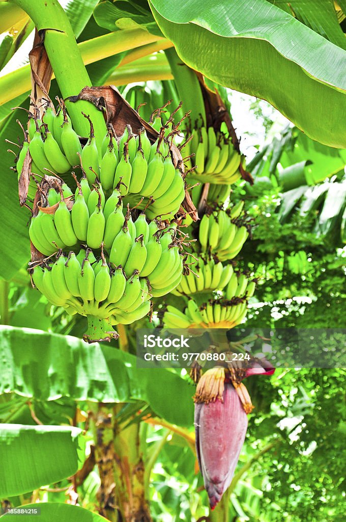 Bananero con doble bunchs de plátanos, Tailandia - Foto de stock de Manojo libre de derechos