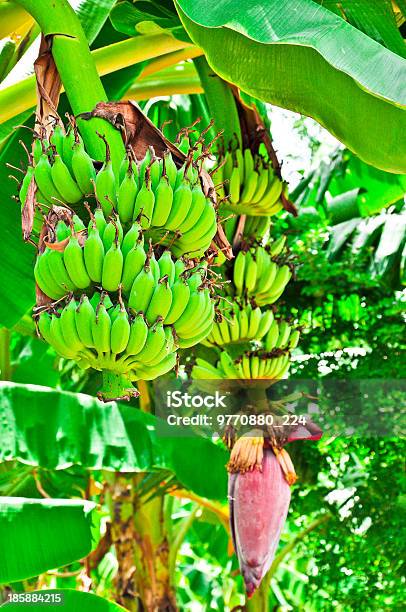 Bananero Con Doble Bunchs De Plátanos Tailandia Foto de stock y más banco de imágenes de Manojo - Manojo, Plátano - Fruta tropical, Agricultura