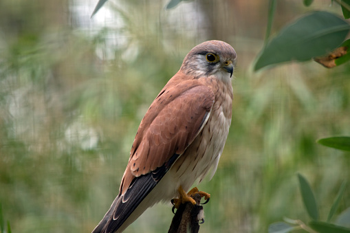 The Nankeen Kestrel is a slender falcon and is a relatively small raptor (bird of prey). The upper parts are mostly rufous, with some dark streaking. The wings are tipped with black.