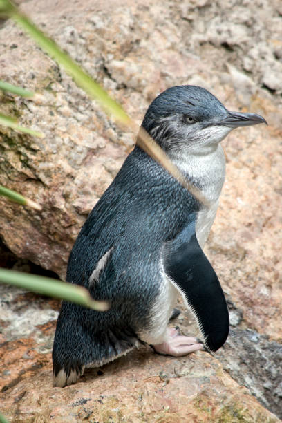 istock this is a side view of a little penguin 1858849262