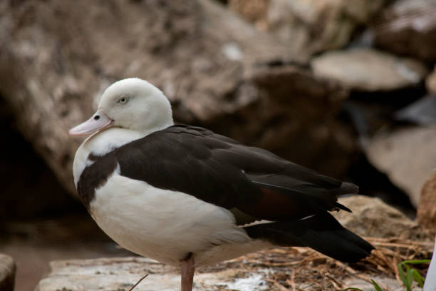 istock this is a side view of a radjah Shelduck 1858849318