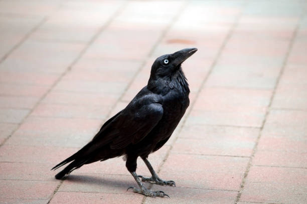 Australian Ravens are black with white eyes in adults. The feathers on the throat (hackles) are longer than in other species, and a bird tends to extend these when calling, while holding its head and body in a horizontal position.