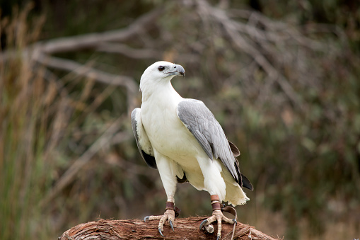 the sea eagle is a large raptor with a white body and grey wings and beak