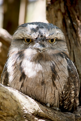 the tawny frogmouth  plumage is mottled grey, white, black and rufous  the feather patterns help them mimic dead tree branches. they have bright yellow eyes.