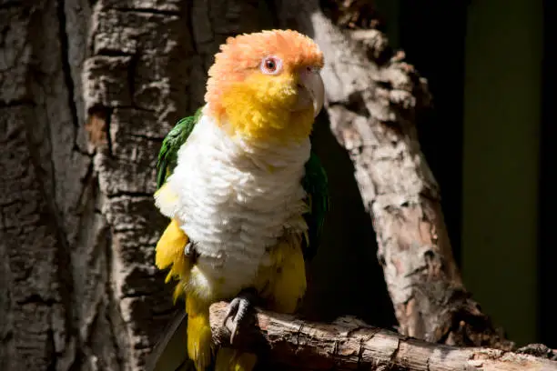 White bellied caique have an orange head  or yellow cheeks, cream bill and a white chest