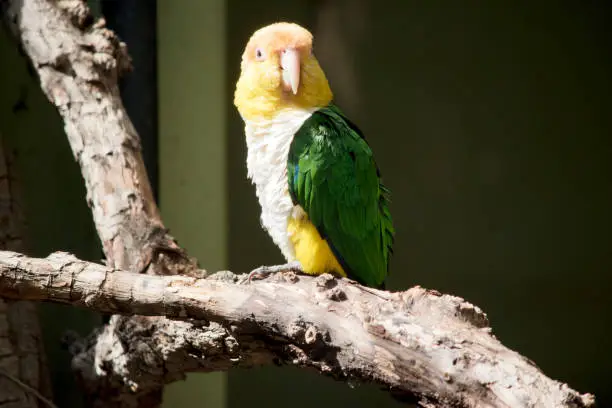 White bellied caique have an orange head  or yellow cheeks, cream bill, green wings and a white chest