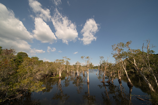 Many trees in a wetland in a natural resource reserve have a white sky and clouds.