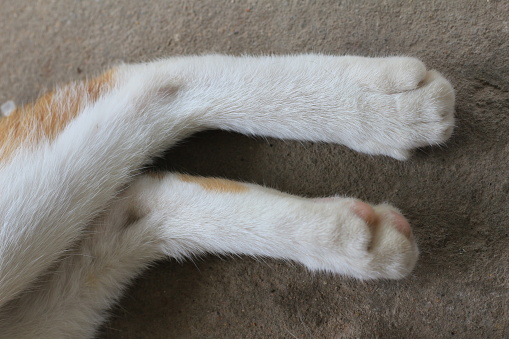 Thai cat fur