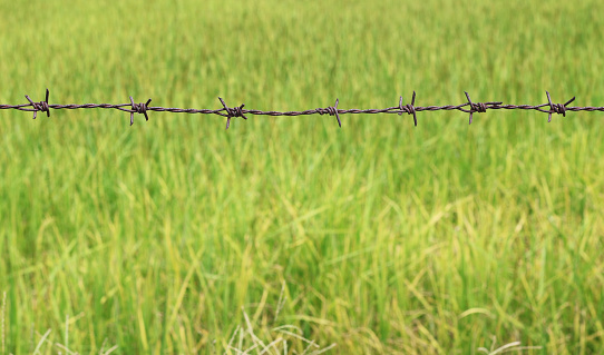 Black and white image of three barbed wires arranged parallel and horizontally.