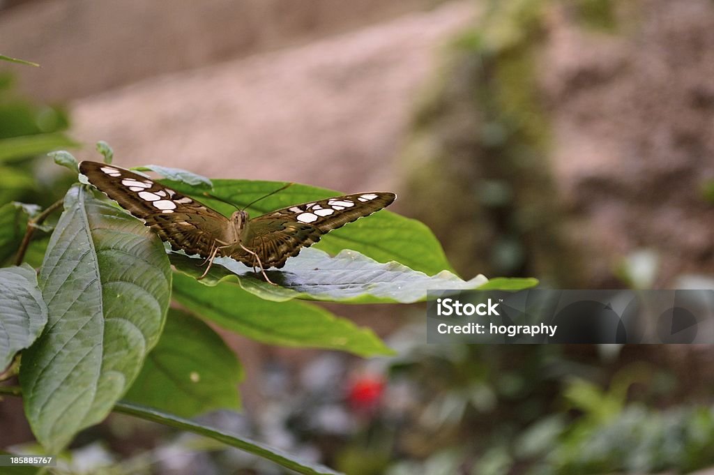 Schmetterling auf einem Blatt - Lizenzfrei Blatt - Pflanzenbestandteile Stock-Foto