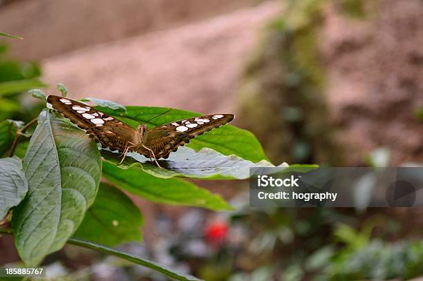 Бабочка На Листе — стоковые фотографии и другие картинки Бабочка - Бабочка, Величественный, Ветер