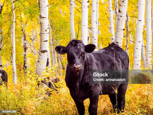 Darmowezakres Cattle - zdjęcia stockowe i więcej obrazów Bez ludzi - Bez ludzi, Bydło, Bydło mięsne