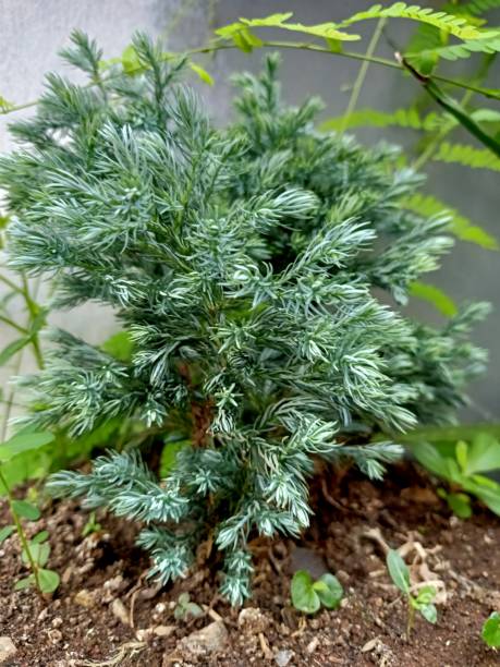 istock Close up of flaky juniper plant 1858863495