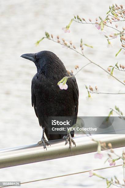 Foto de Raven No Waters Edge e mais fotos de stock de 12 Horas - 12 Horas, Animal, Azul