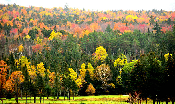 istock Beautiful colorful fall display in New England 185886558