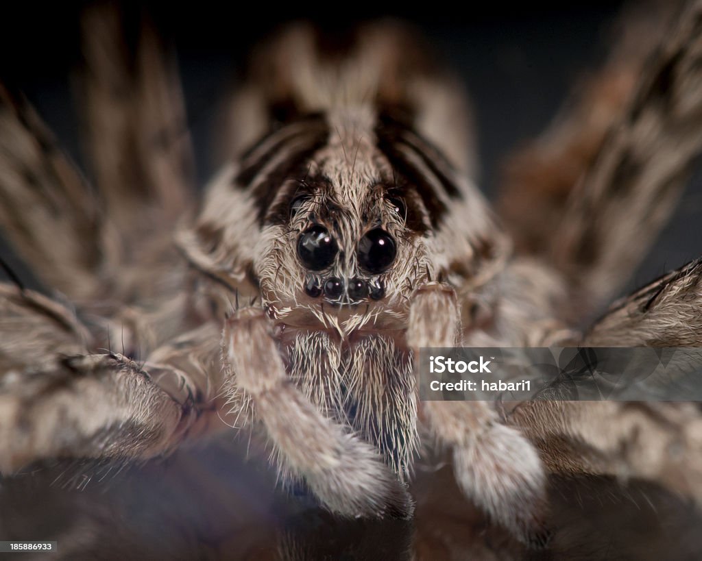 Wolf Spider de una cara - Foto de stock de Agresión libre de derechos