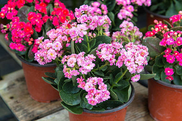 istock Kalanchoe house plant, close up 185887065