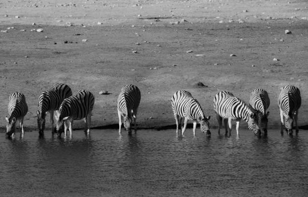 istock group of zebras drink at a waterhole 1858879715