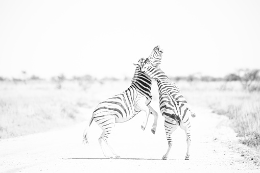 Zebra eating in the grasslands of the Maasai Mara, Kenya, Africa