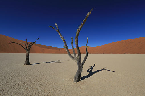 dead acacia trees in the desert