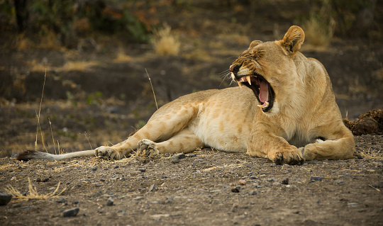 yawning lioness