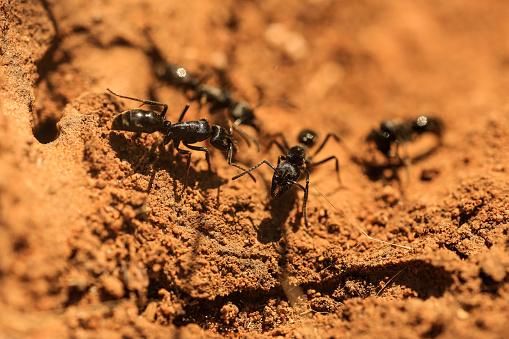 black ants on brown soil