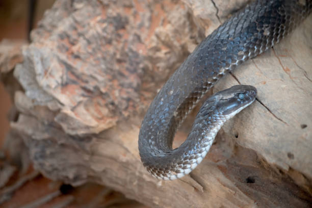 istock the tiger snake is poisonous 1858882338