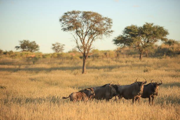 istock group of wildebeests in the savannah 1858882860
