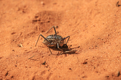 armoured ground cricket in red sand