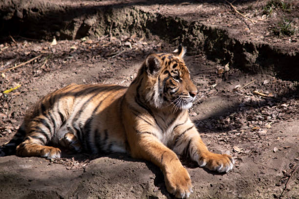 istock this is a side view of a young tiger resting 1858883894