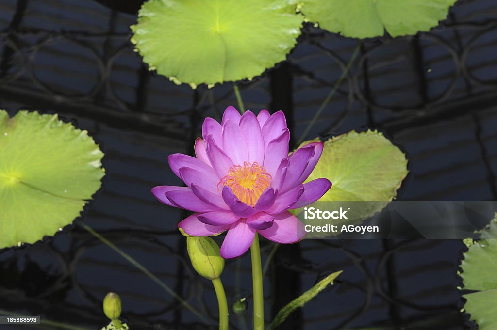 Waterlily Purple Waterlily. Flower Stock Photo