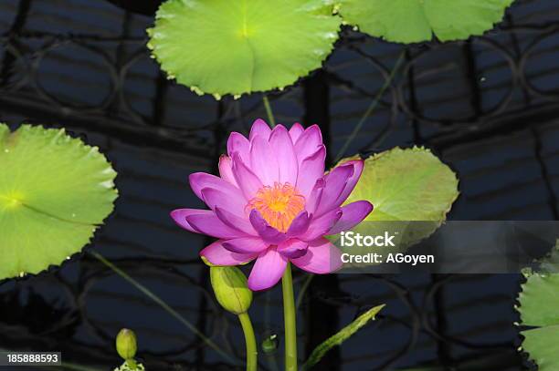 Waterlily Stock Photo - Download Image Now - Flower, Formal Garden, Gardening