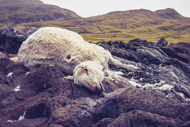 Dead and decomposing sheep in mountain landscape The body of a dead sheep is lying on the rocks in a harsh and cold mountain environment signs and symbols stock pictures, royalty-free photos & images