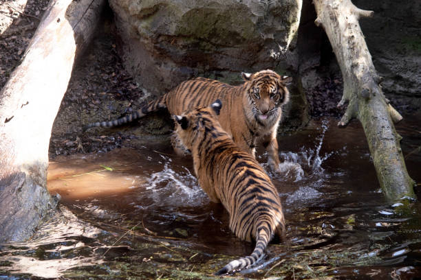 istock the tiger cubs are playing 1858886986