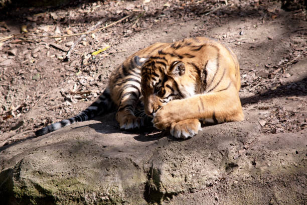 istock the tiger cub is licking it paw 1858886990