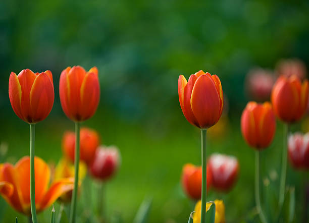 istock tulips in the garden 185888859