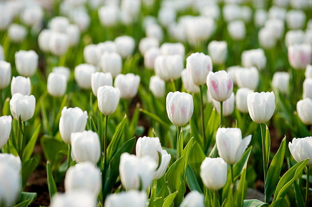 istock white tulips in the garden 185889006