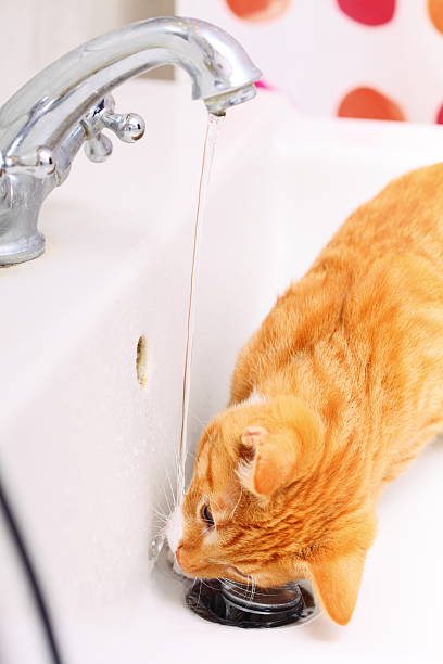 istock Animals at home red cat drinking water in bathroom 185889419