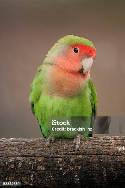 Love Bird Stock Photo - Download Image Now - Bird, Cute, Lovebird - iStock