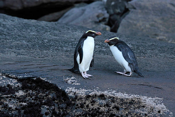 pinguino dal becco grosso (eudyptes pachyrhynchus) - te anau foto e immagini stock