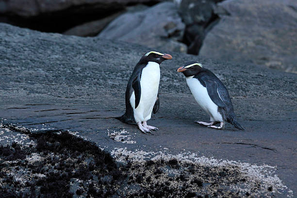 pinguim-de-fiordland (eudyptes pachyrhynchus) - te anau imagens e fotografias de stock