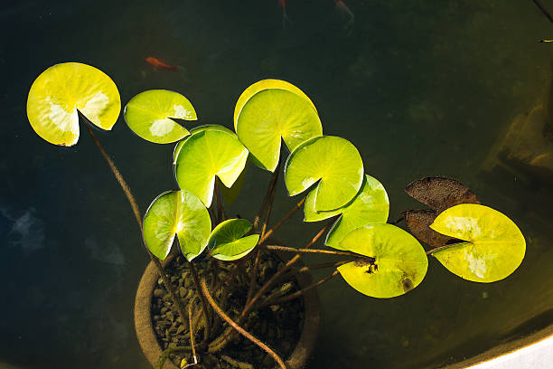 lilipads - frog lily pond water ストックフォトと画像
